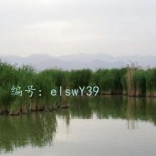 α